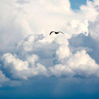 俄罗斯金角湾上空海雕自由翱翔 准备度过寒冷冬季